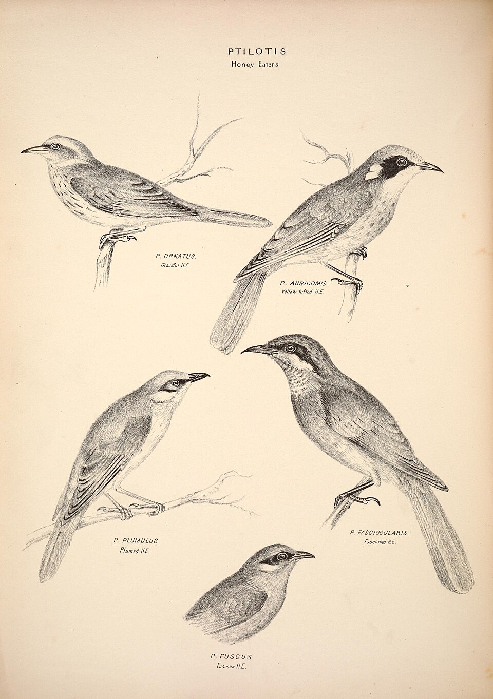 Mangrove Honeyeater