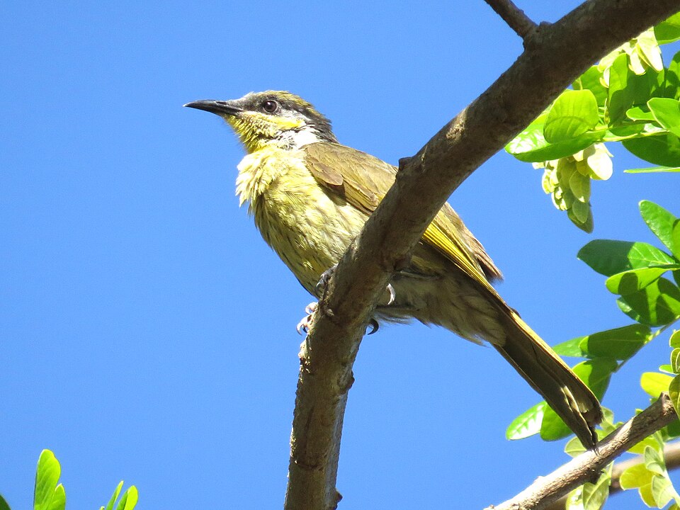 Varied Honeyeater