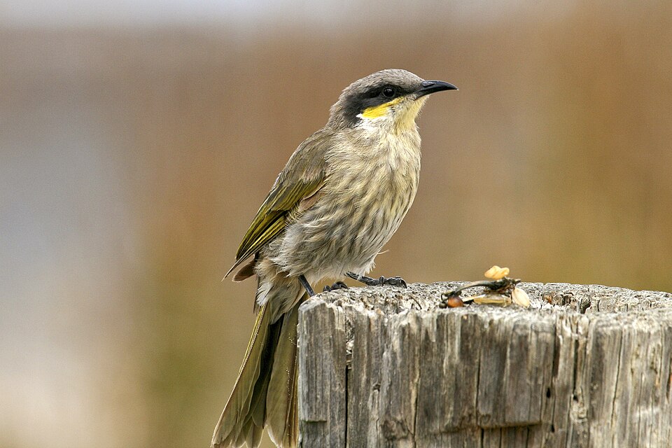 Singing Honeyeater