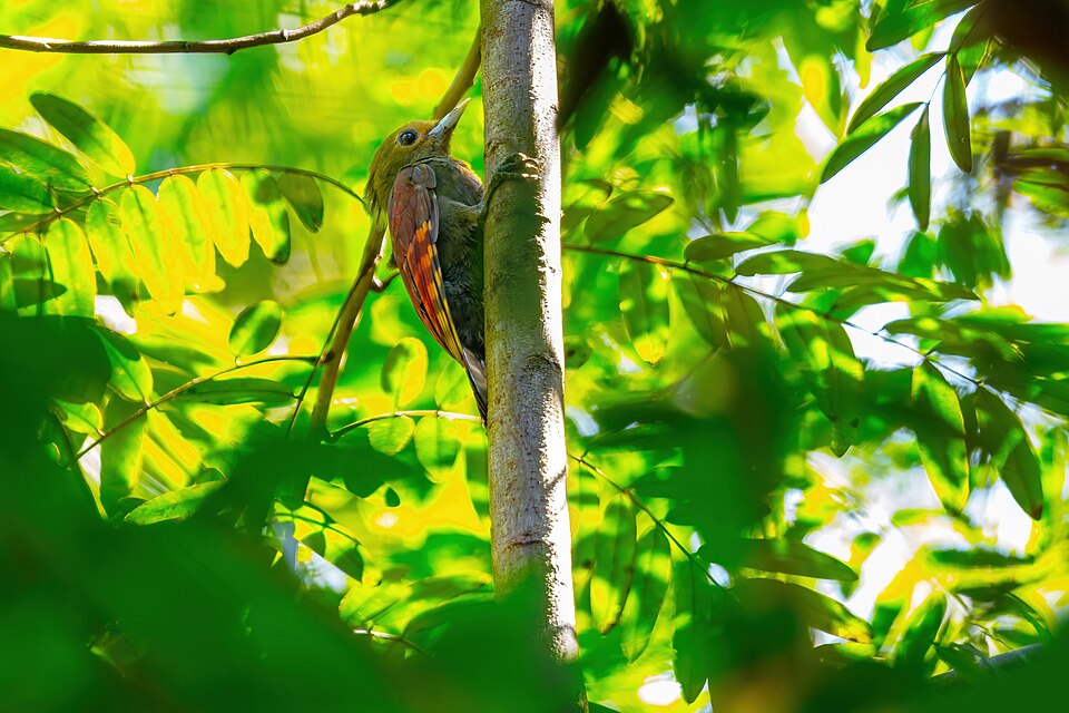 Pale-headed Woodpecker