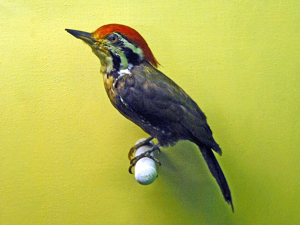 Olive-backed Woodpecker