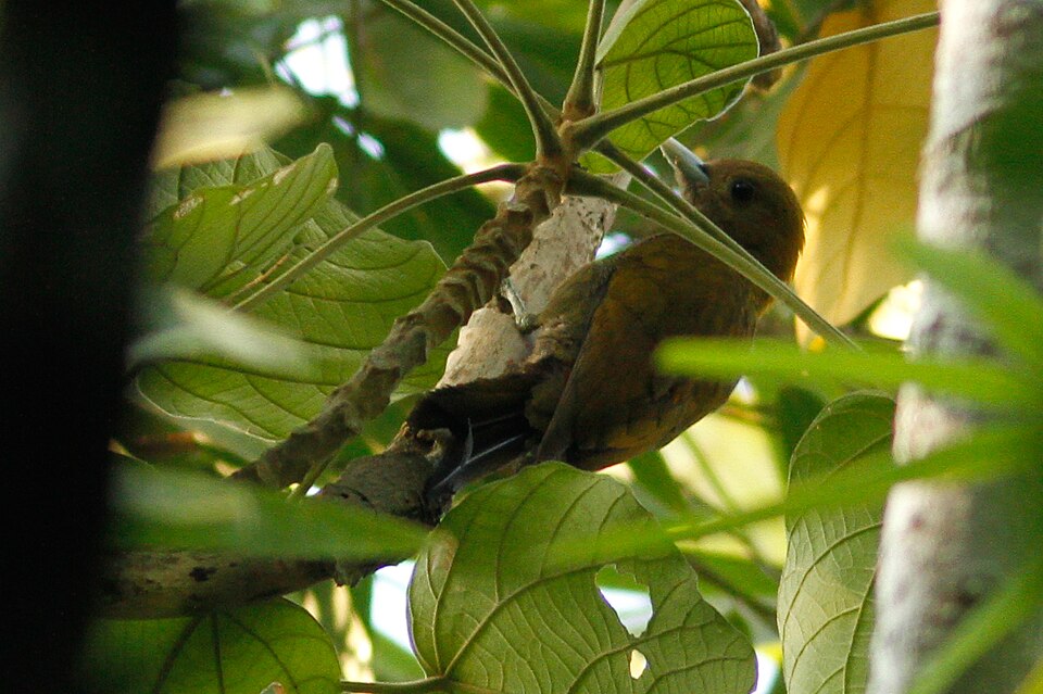 Bamboo Woodpecker