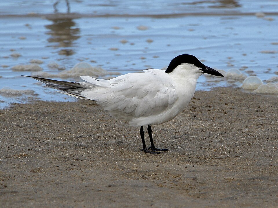 Australian Tern