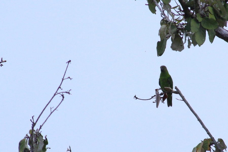 Song Parrot