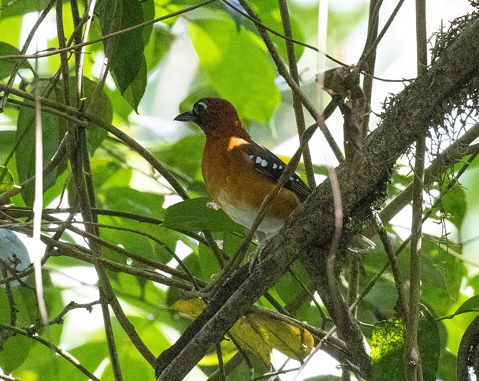 Crossley's Ground Thrush