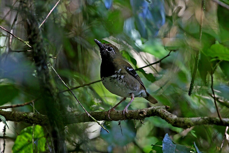 Buru Thrush