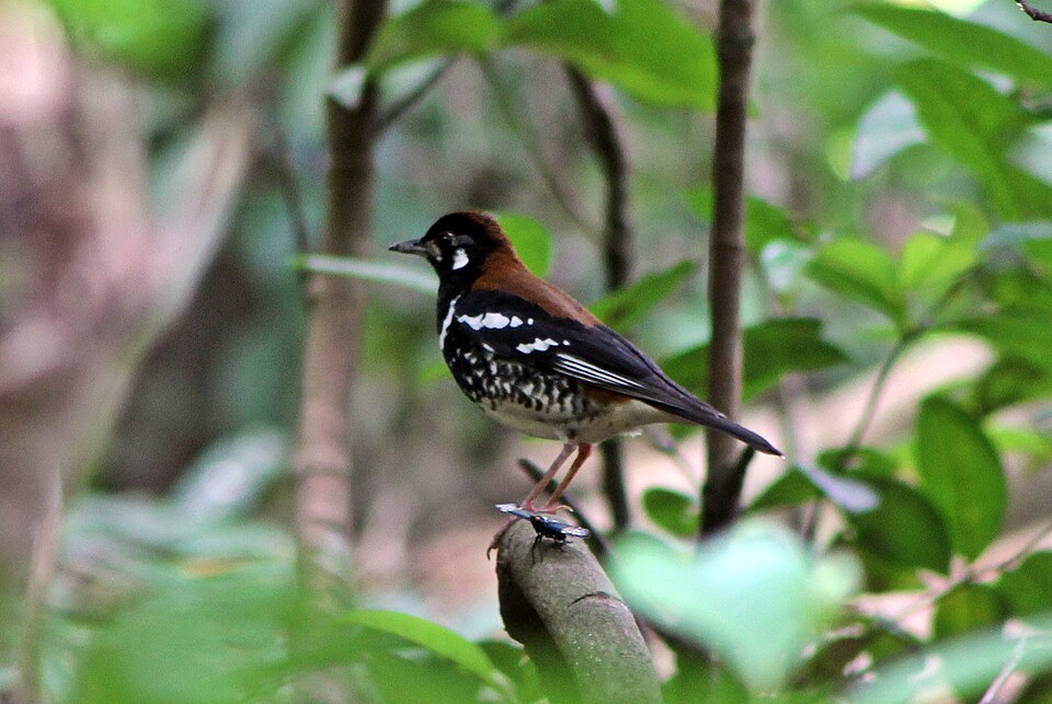 Red-backed Thrush