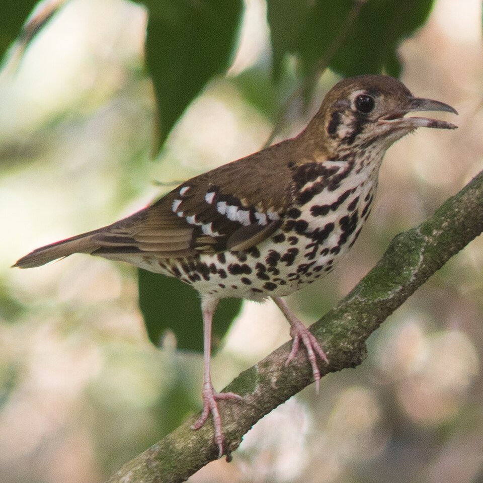 Spotted Ground Thrush