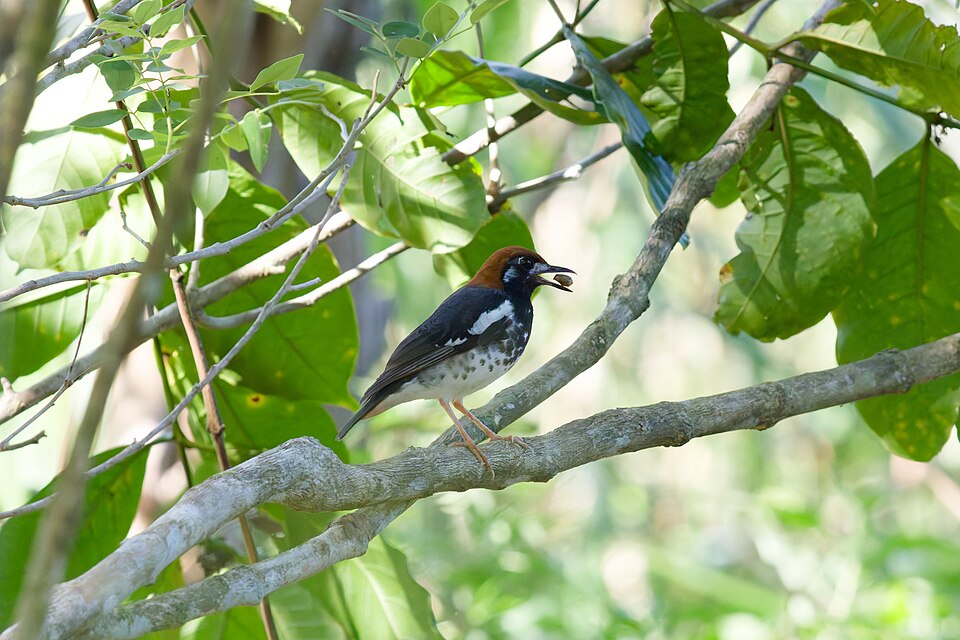 Chestnut-capped Thrush