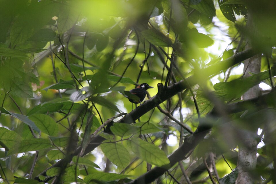Red-and-black Thrush