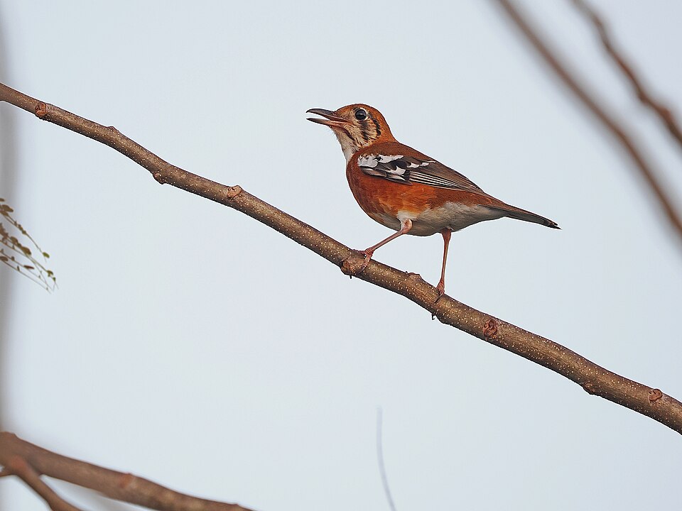 Orange-sided Thrush
