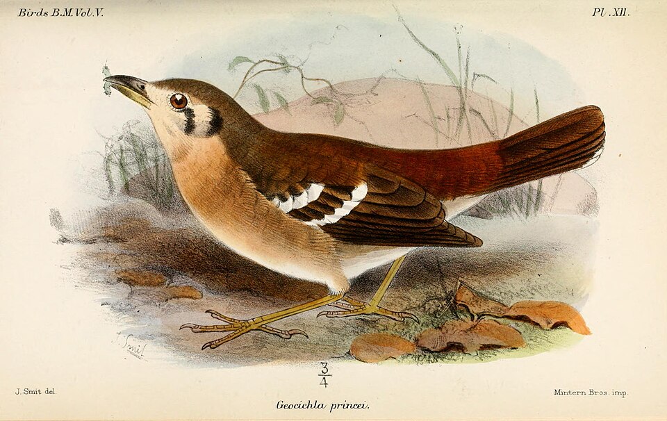 Grey Ground Thrush