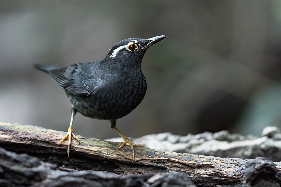 Siberian Thrush