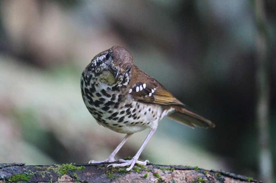 Spot-winged Thrush