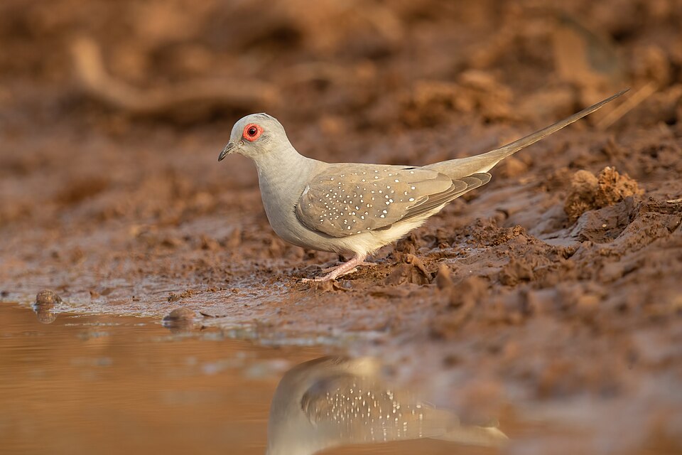 Diamond Dove