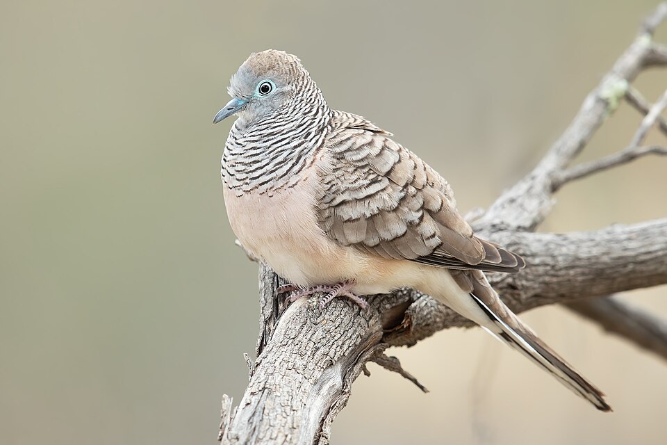 Peaceful Dove