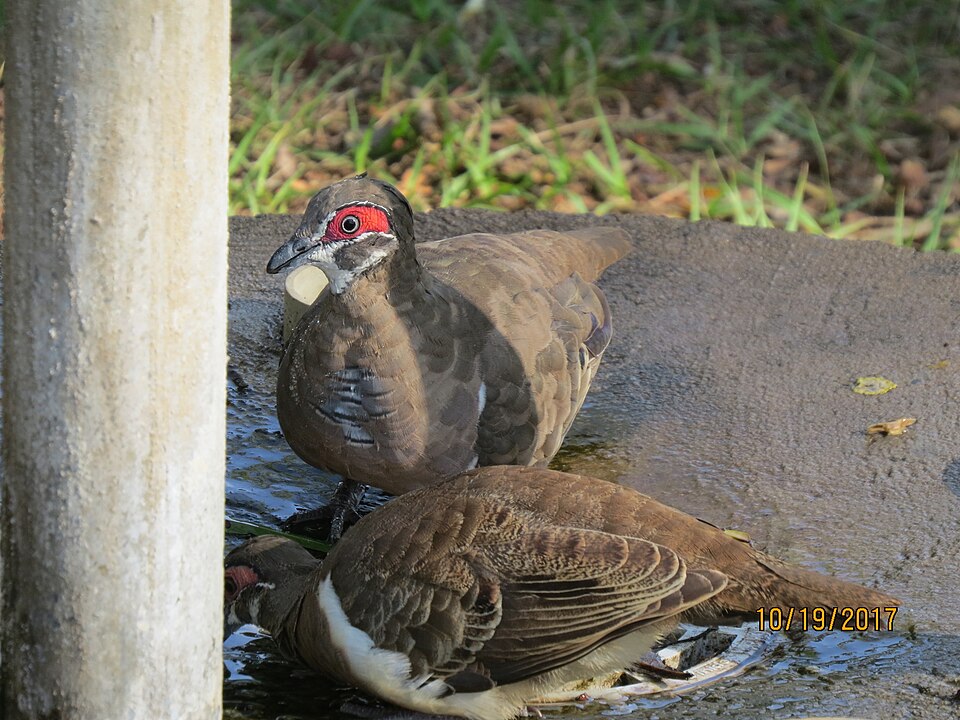 Partridge Pigeon