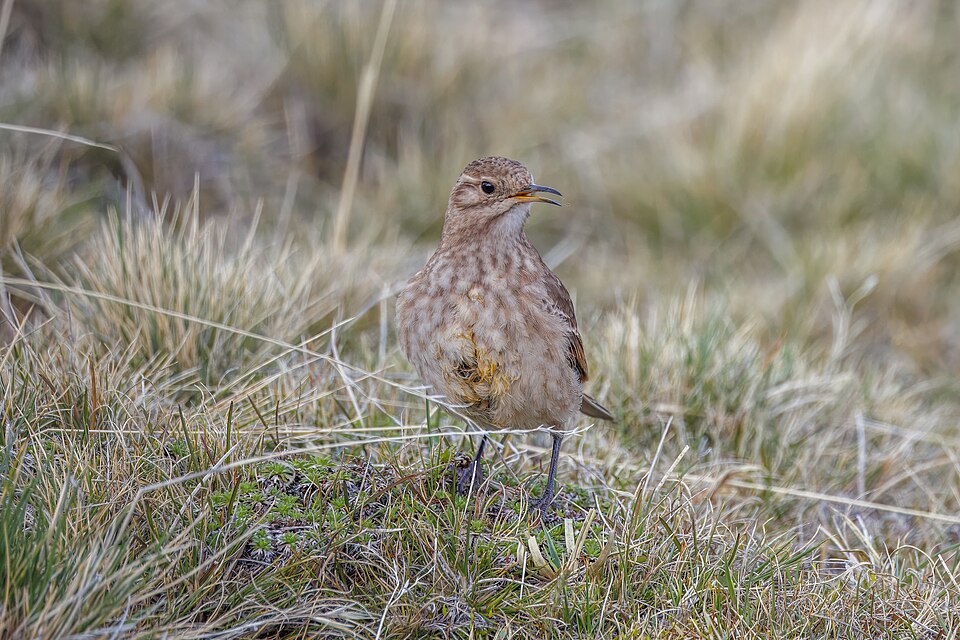 Common Miner