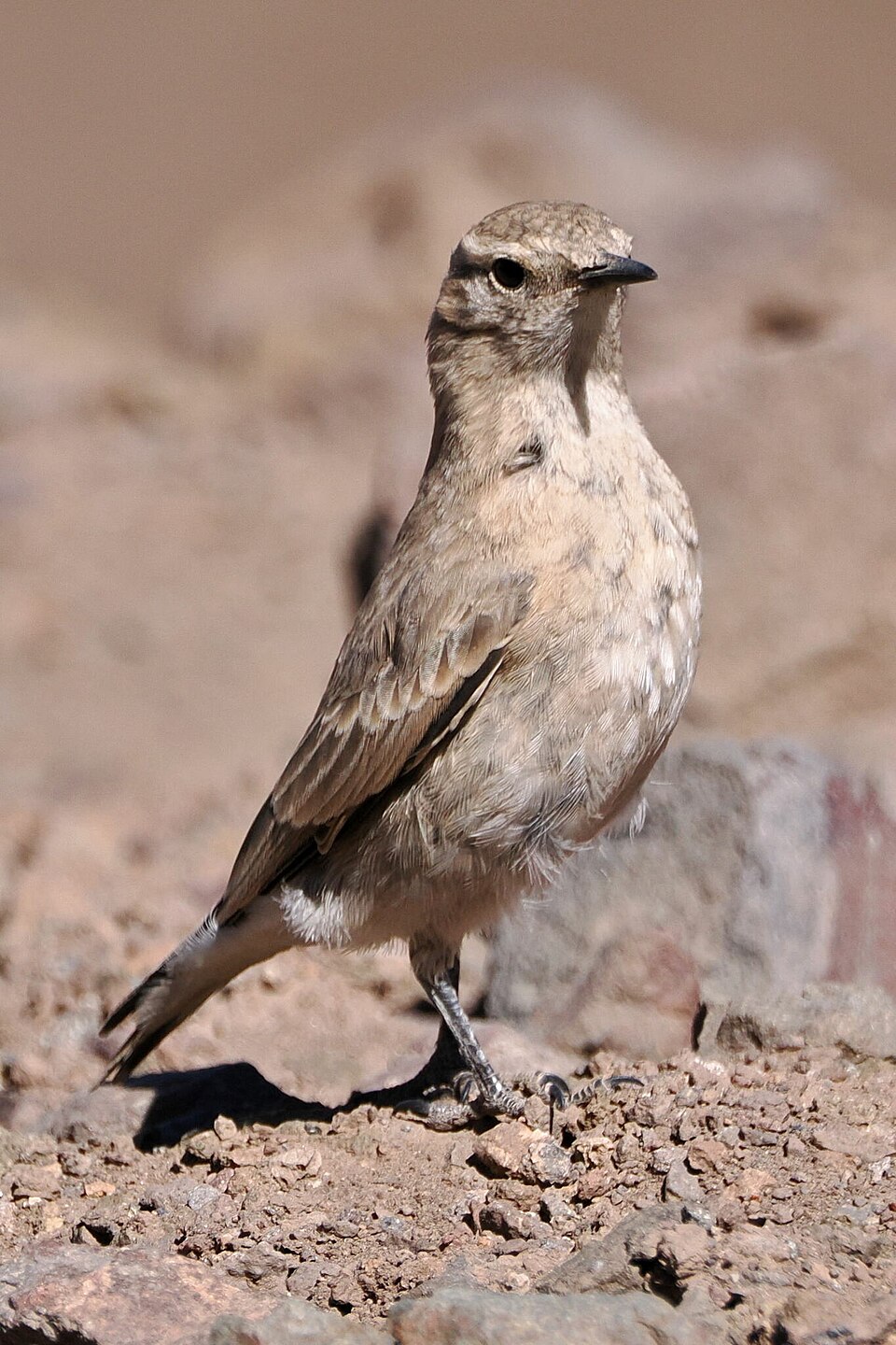 Creamy-rumped Miner