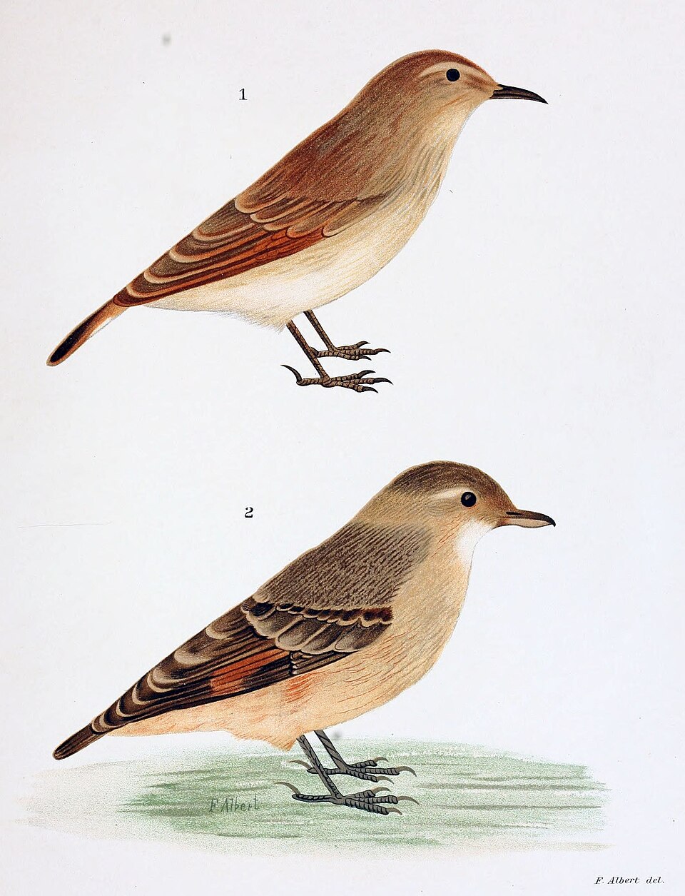Rufous-banded Miner