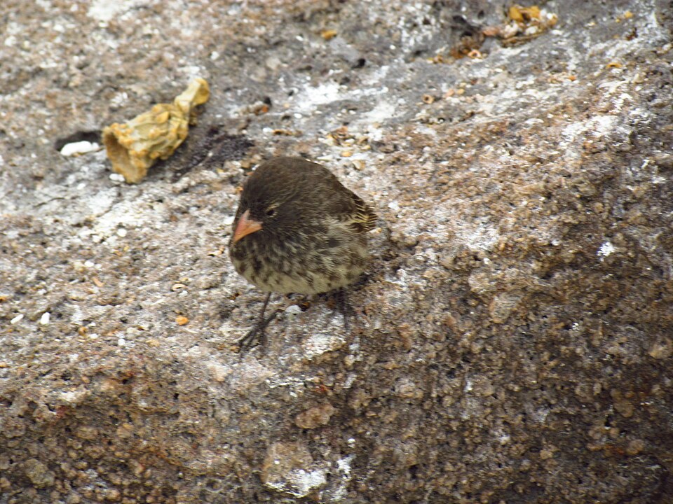 Genovesa Ground Finch