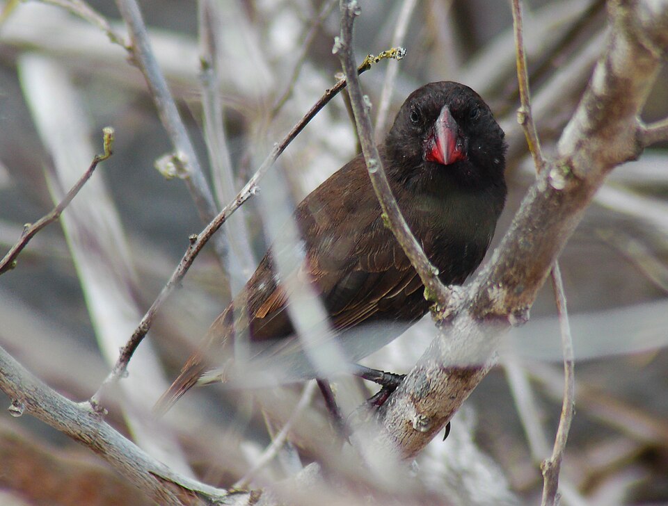 Espanola Cactus Finch