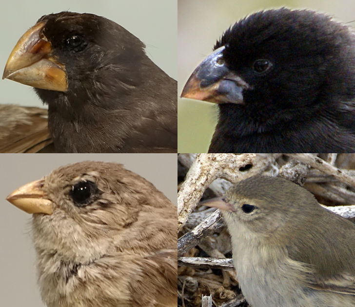Medium Ground Finch