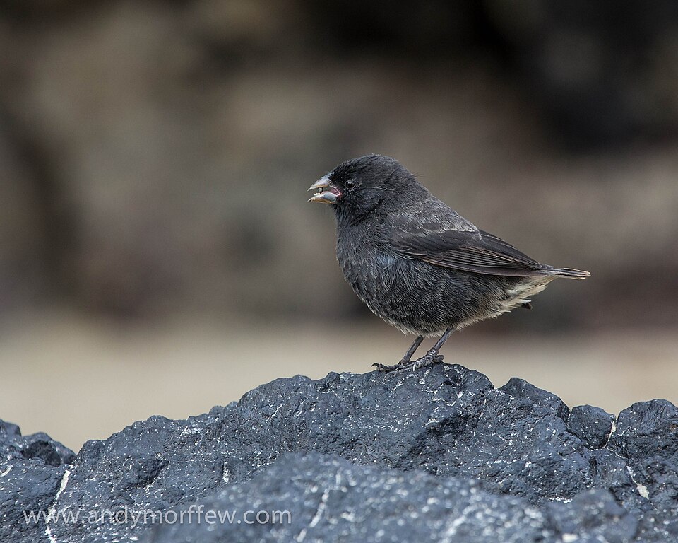 Small Ground Finch