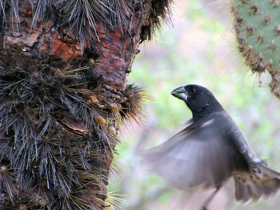 Large Ground Finch