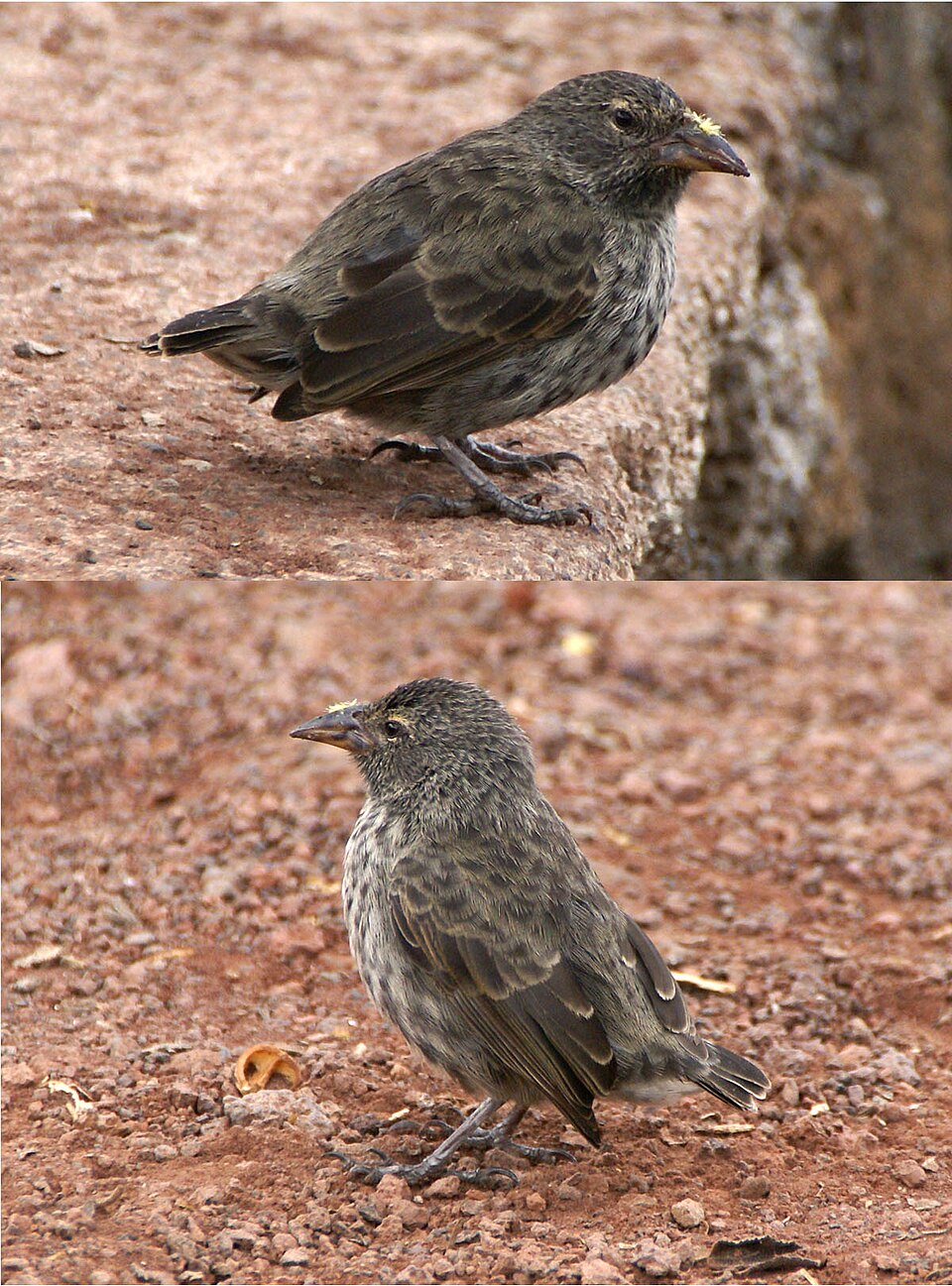 Common Cactus Finch