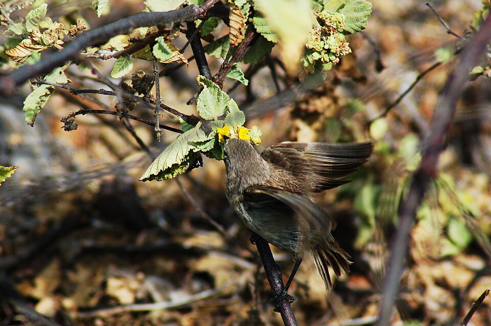 Vampire Ground Finch
