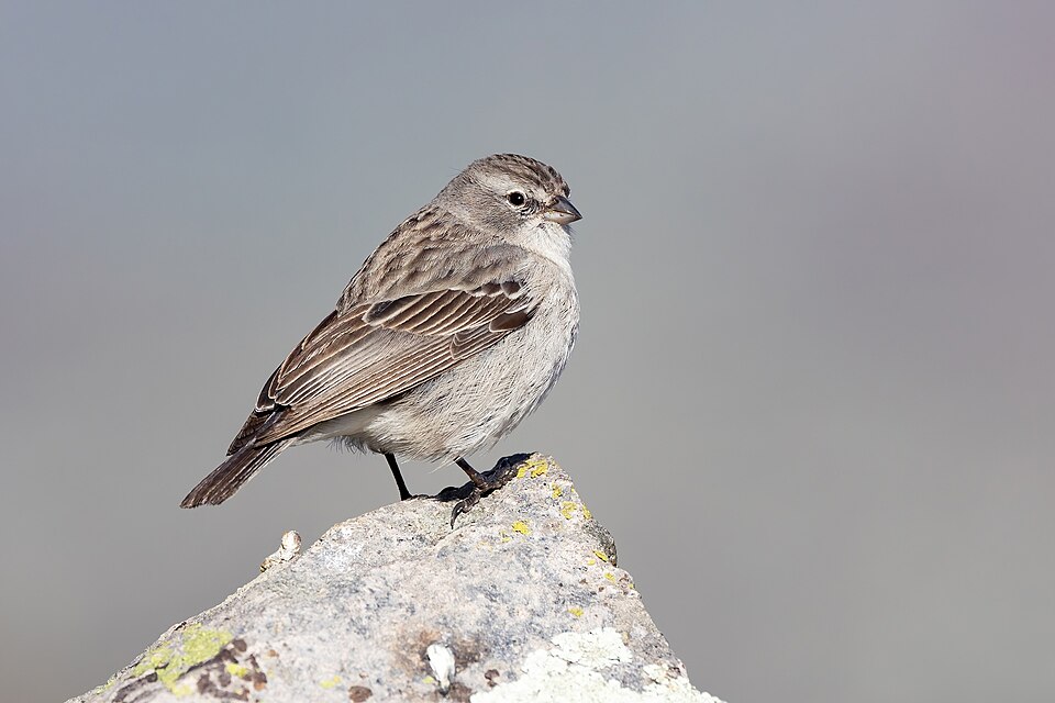 Ash-breasted Sierra Finch