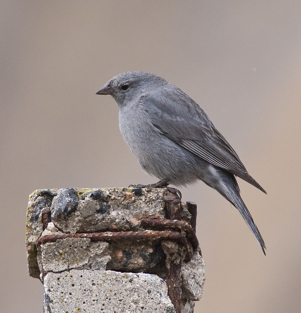 Plumbeous Sierra Finch