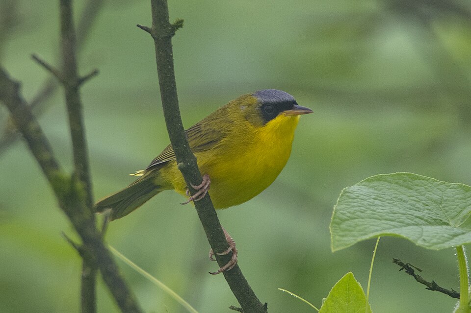 Black-lored Yellowthroat