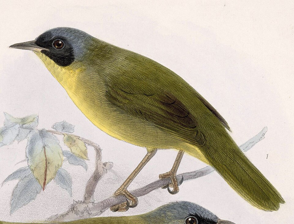 Chiriqui Yellowthroat