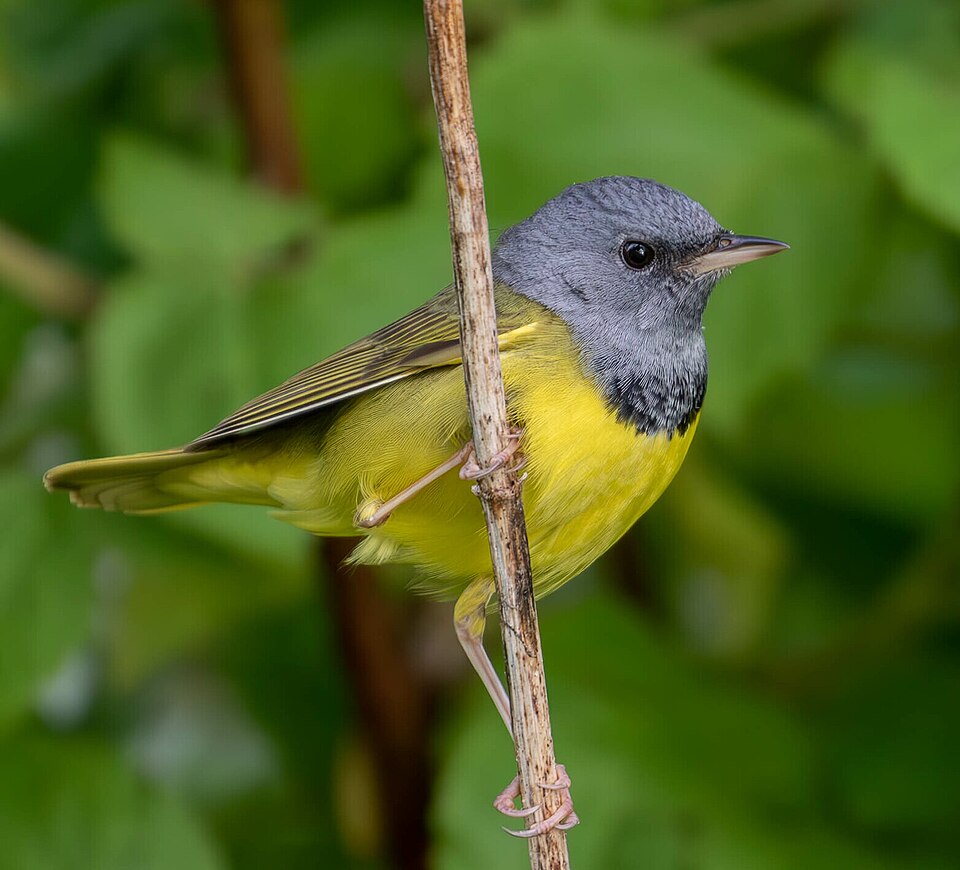 Mourning Warbler