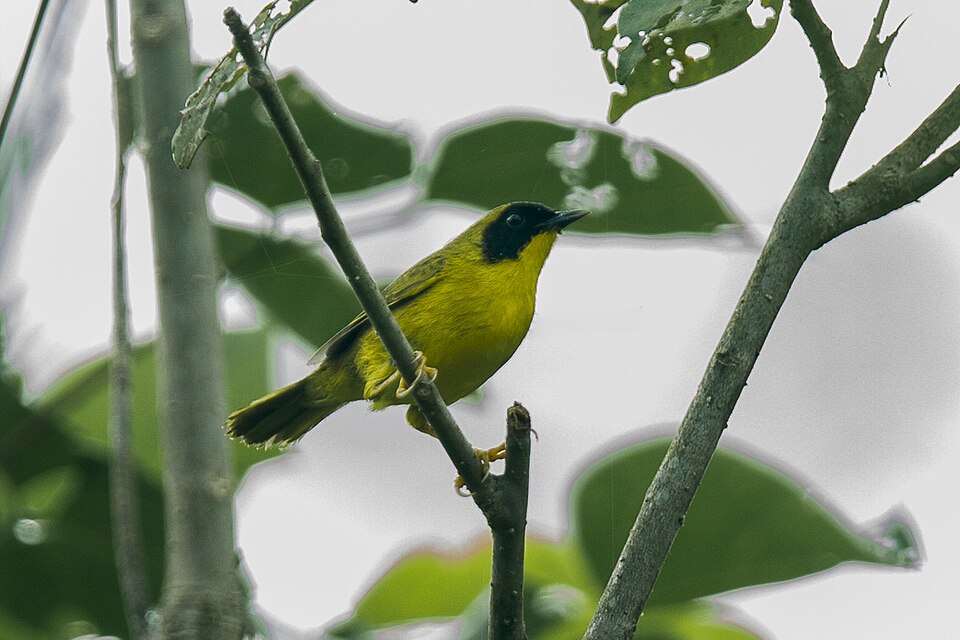 Olive-crowned Yellowthroat