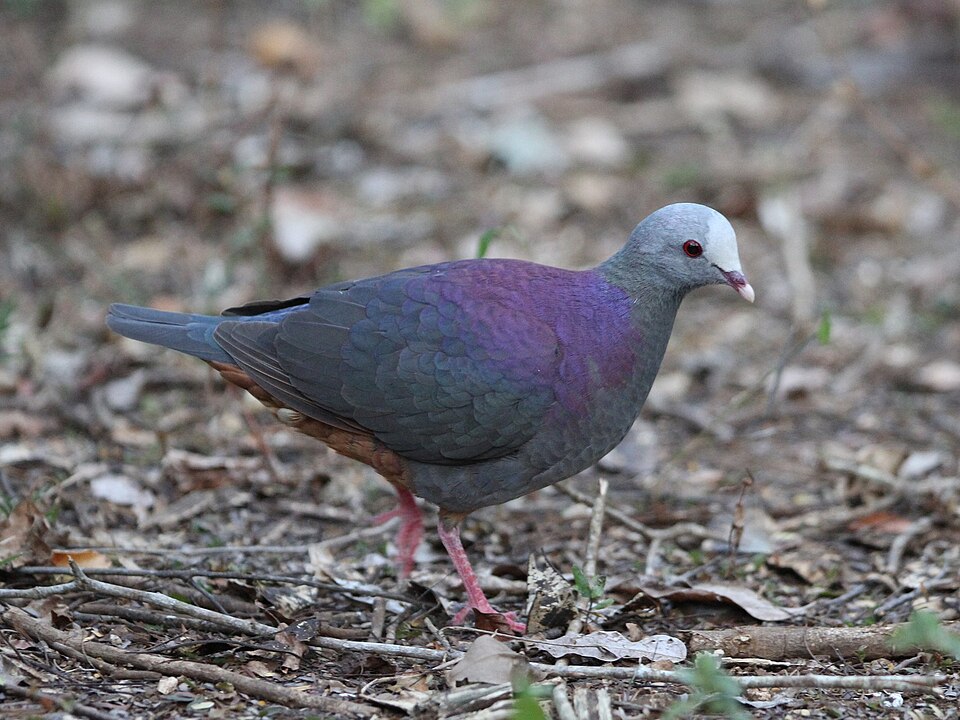 Grey-fronted Quail-Dove
