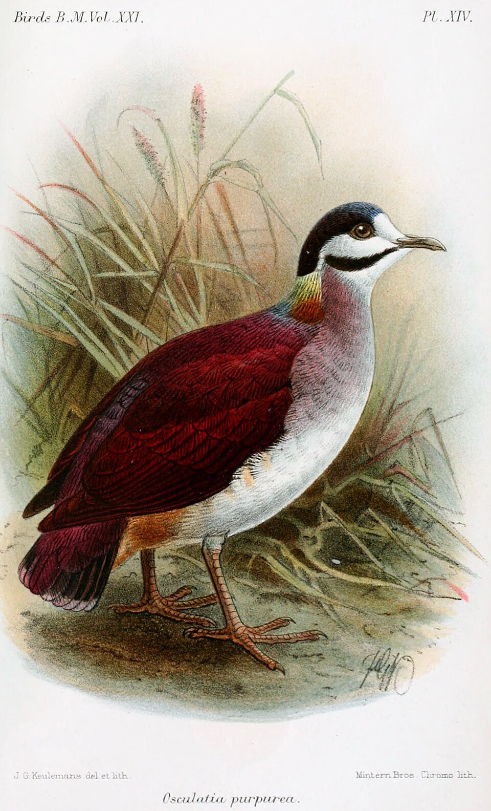 Purple Quail-Dove