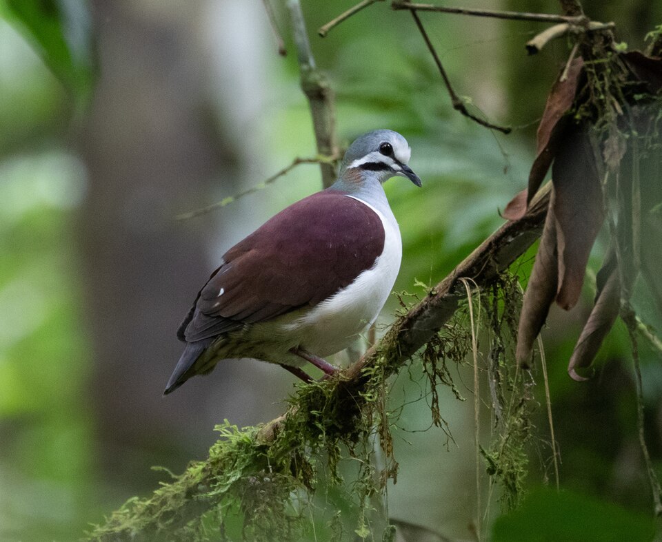 Sapphire Quail-Dove