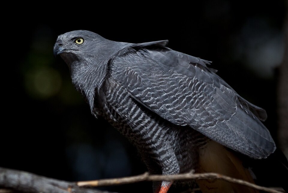 Crane Hawk