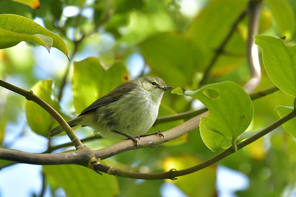 Chatham Gerygone