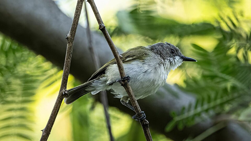 Green-backed Gerygone