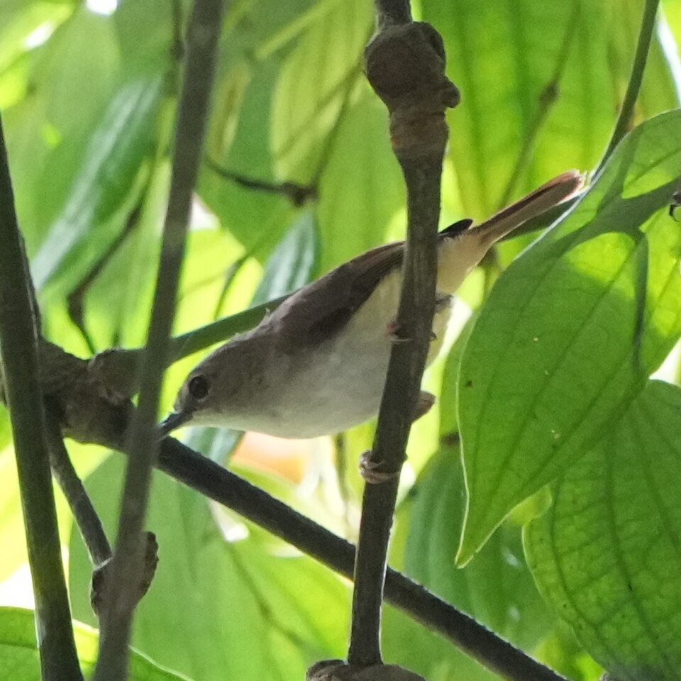 Yellow-bellied Gerygone