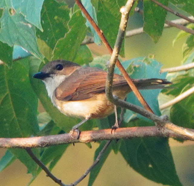 Rufous-sided Gerygone