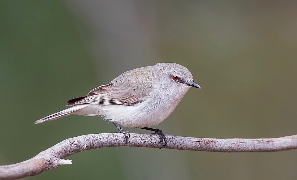 Western Gerygone