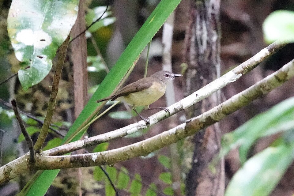 Biak Gerygone