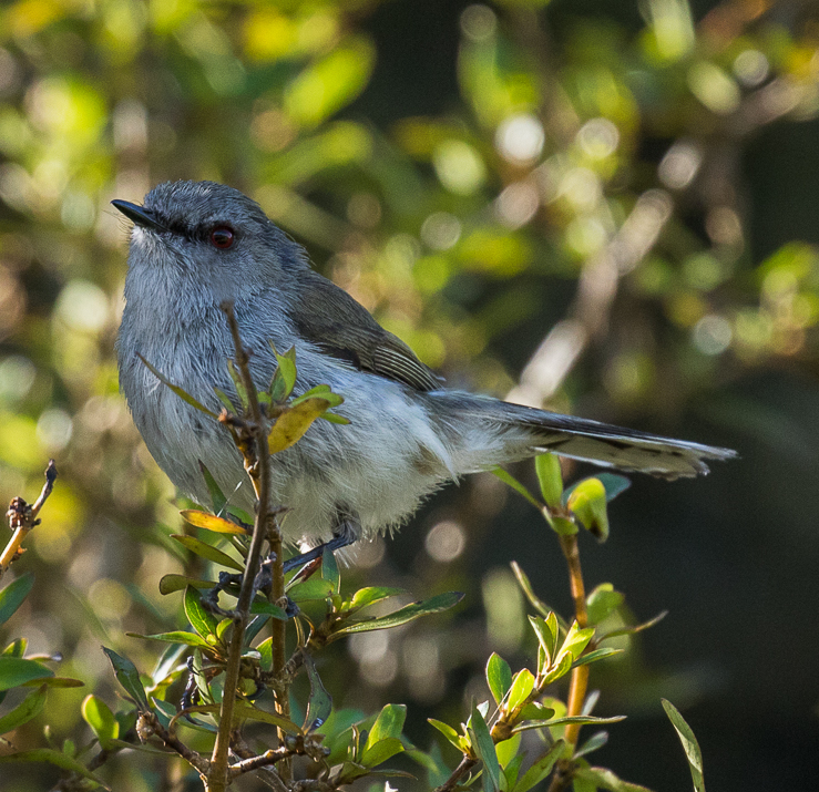 Grey Gerygone