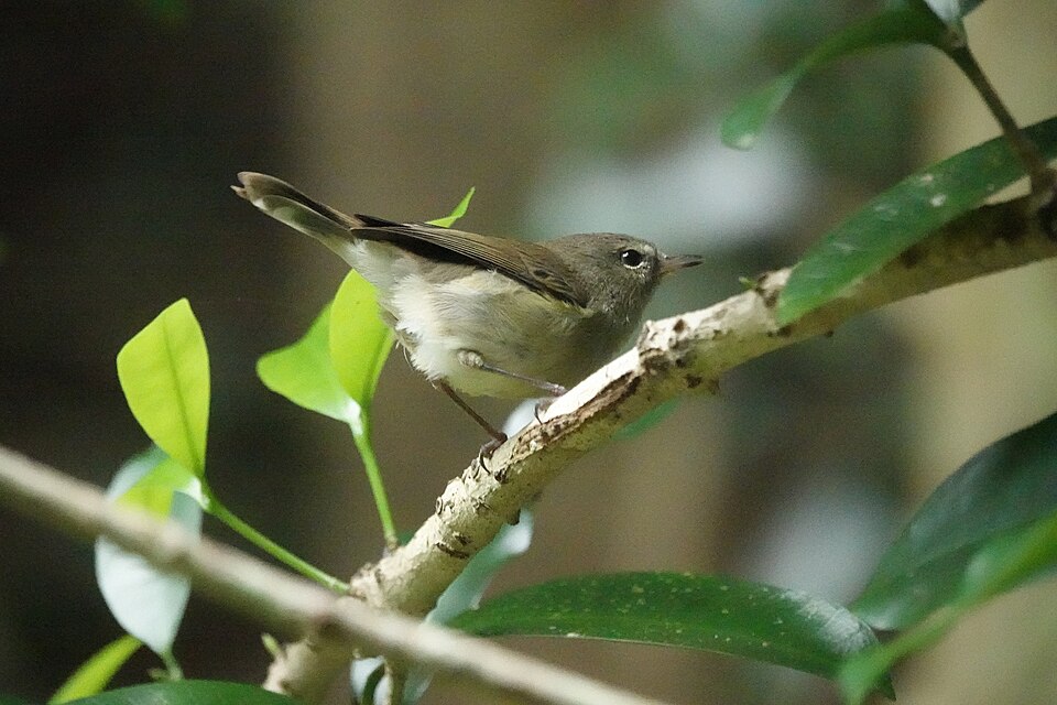 Norfolk Gerygone