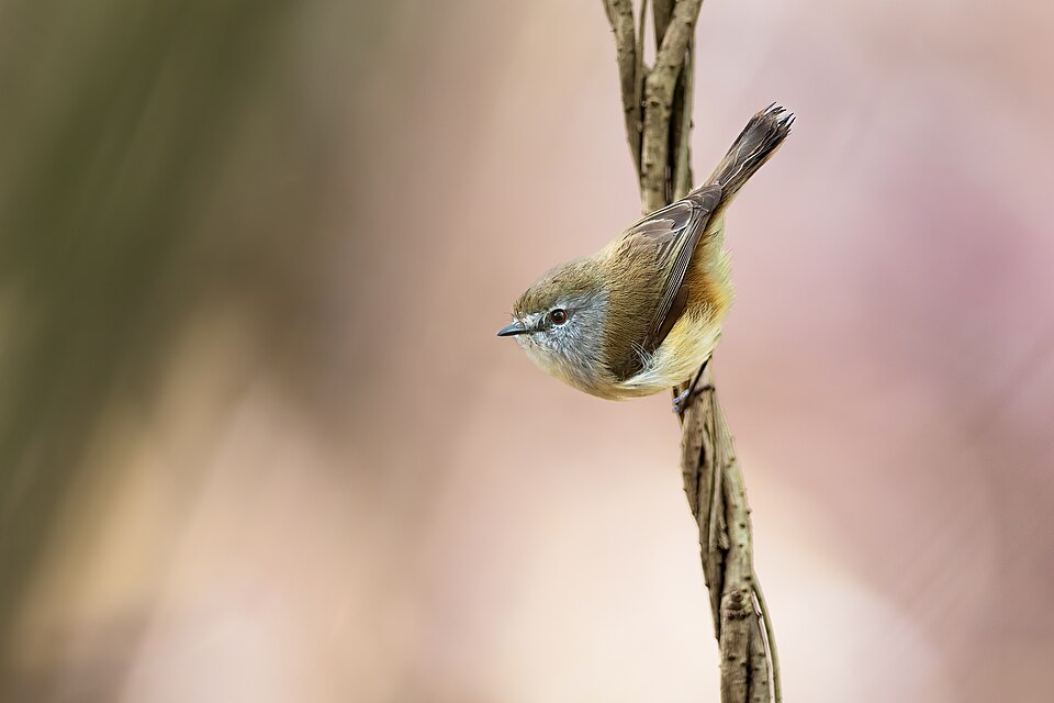 Brown Gerygone